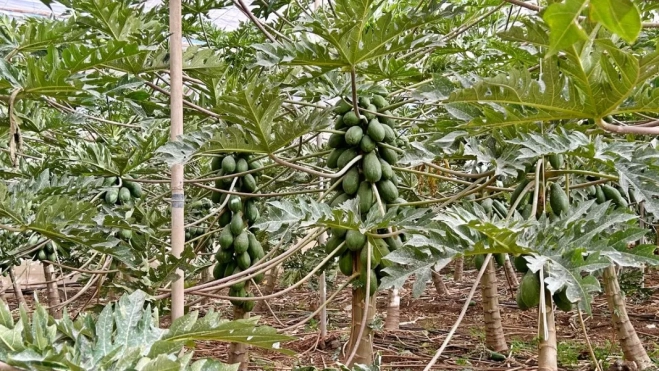 El 70% de la producción de la papaya canaria se destina a la exportación. GOBCAN