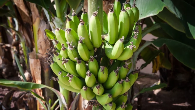 Una piña de plátanos. ARCHIVO