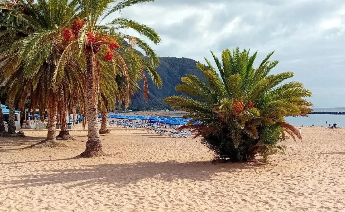 Imagen playa de las Teresitas|AH