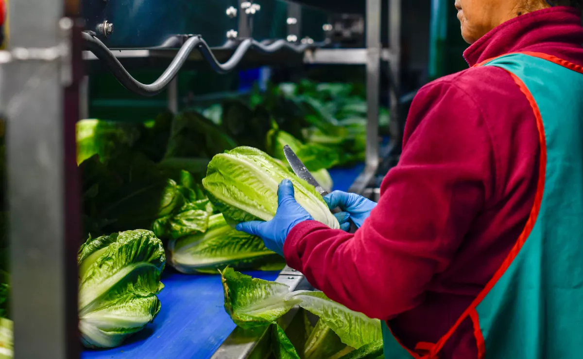 Imagen de archivo de una productora de lechugas / EFE - CARLOS BARBA