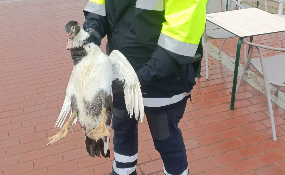 Momento del rescate de 'Patocho' / POLICÍA LOCAL DE LAS PALMAS DE GRAN CANARIA