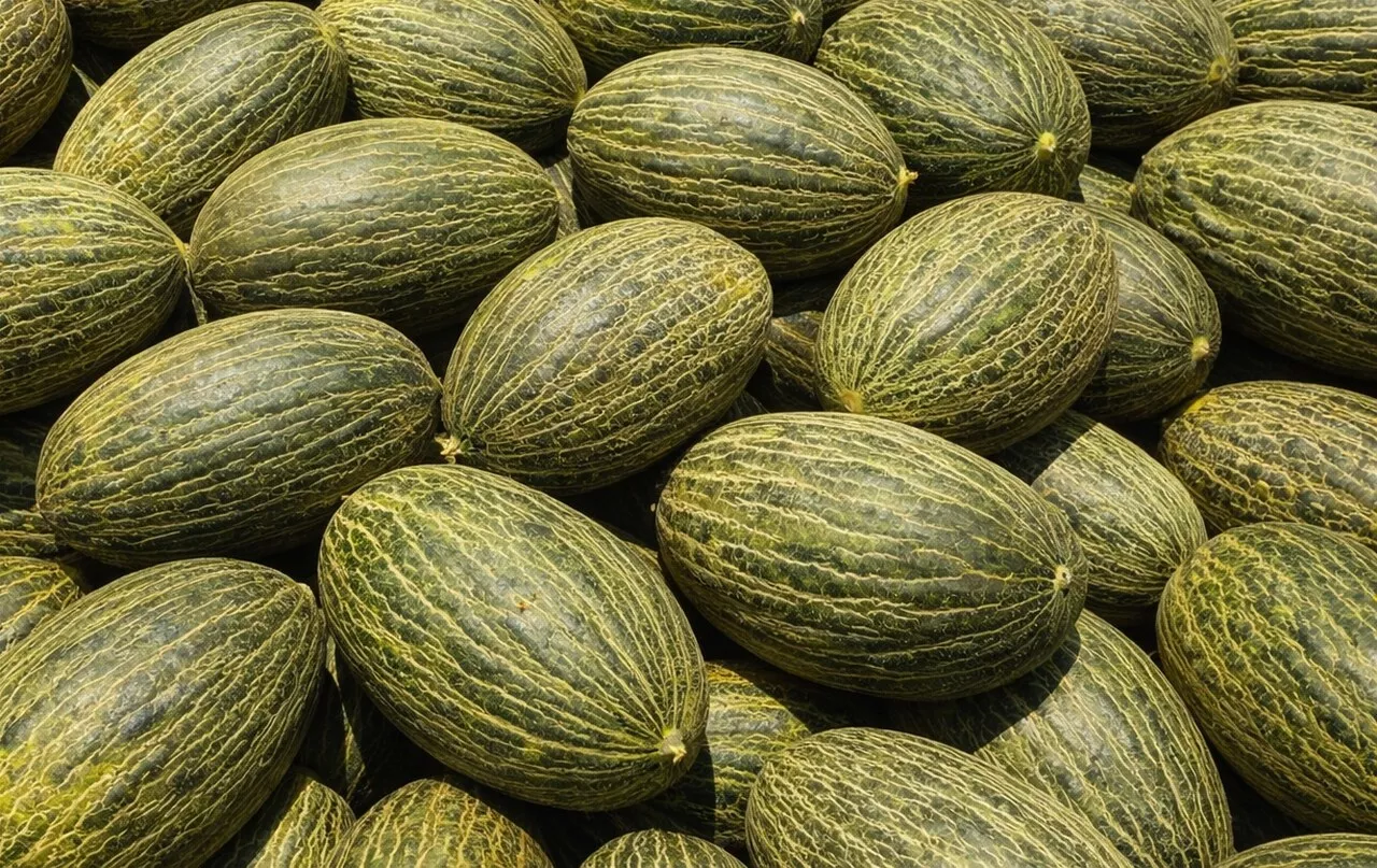 Melones de Brasil. / ATRATICAN 