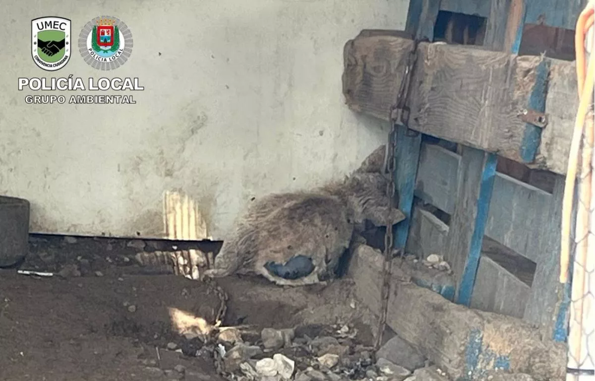 Horror en una finca de Las Palmas: hallan animales muertos y otros nueve en pésimo estado. POLICIA LOCAL