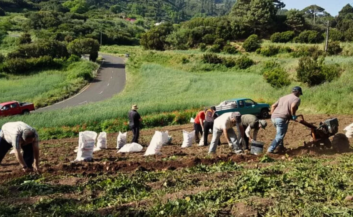 Imagen de archivo de agricultores de papa en Canarias recogiendo la cosecha. 
