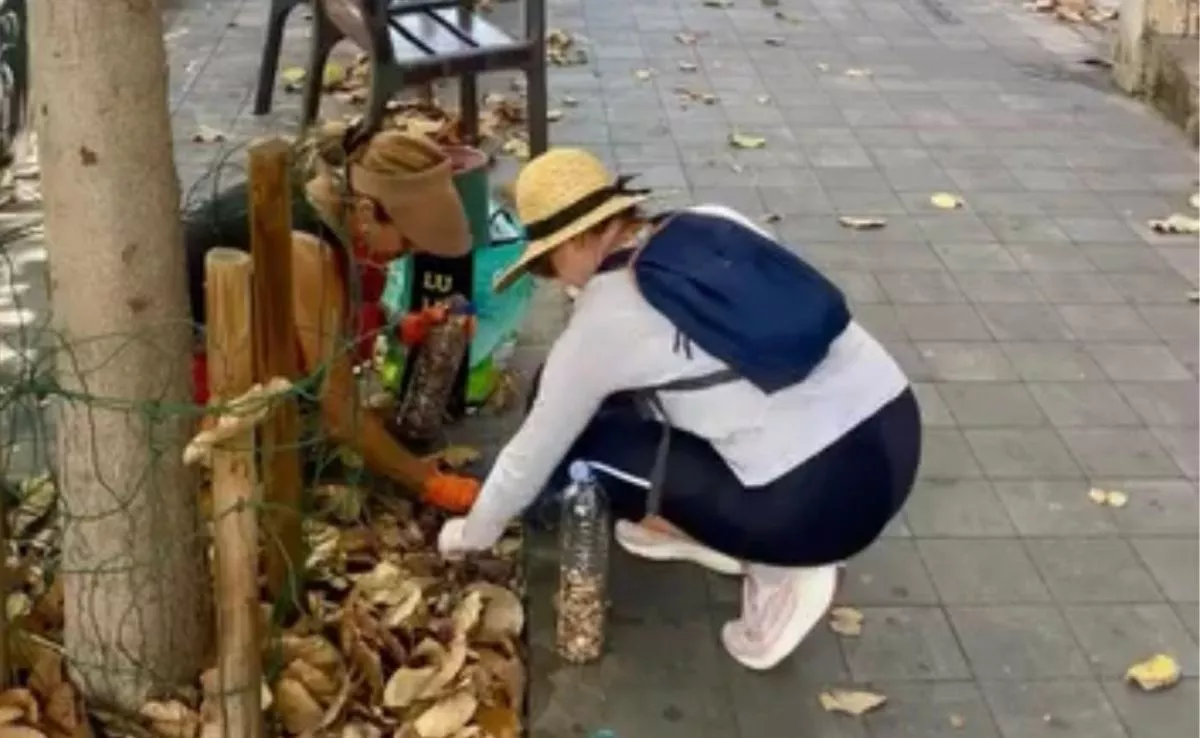 Vecinas limpian alcorques de las calles de Santa Cruz de Tenerife|CEDIDA