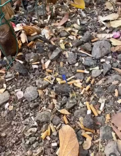 Colillas en los alcorques|CEDIDA