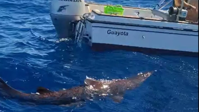 Imagen del momento del avistamiento del tiburón duende en Canarias / UNIVERSIDAD DE LA LAGUNA Imagen del momento del avistamiento del tiburón duende en Canarias / UNIVERSIDAD DE LA LAGUNA