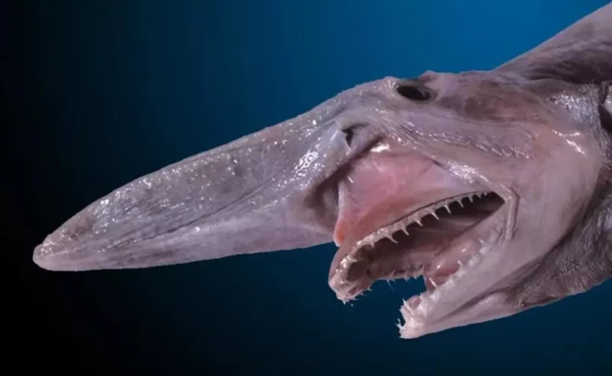 Imagen de un tiburón duende / REDDIT