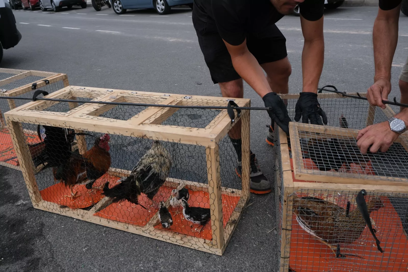Retirada de aves. / AYUNTAMIENTO DE LAS PALMAS DE GRAN CANARIA