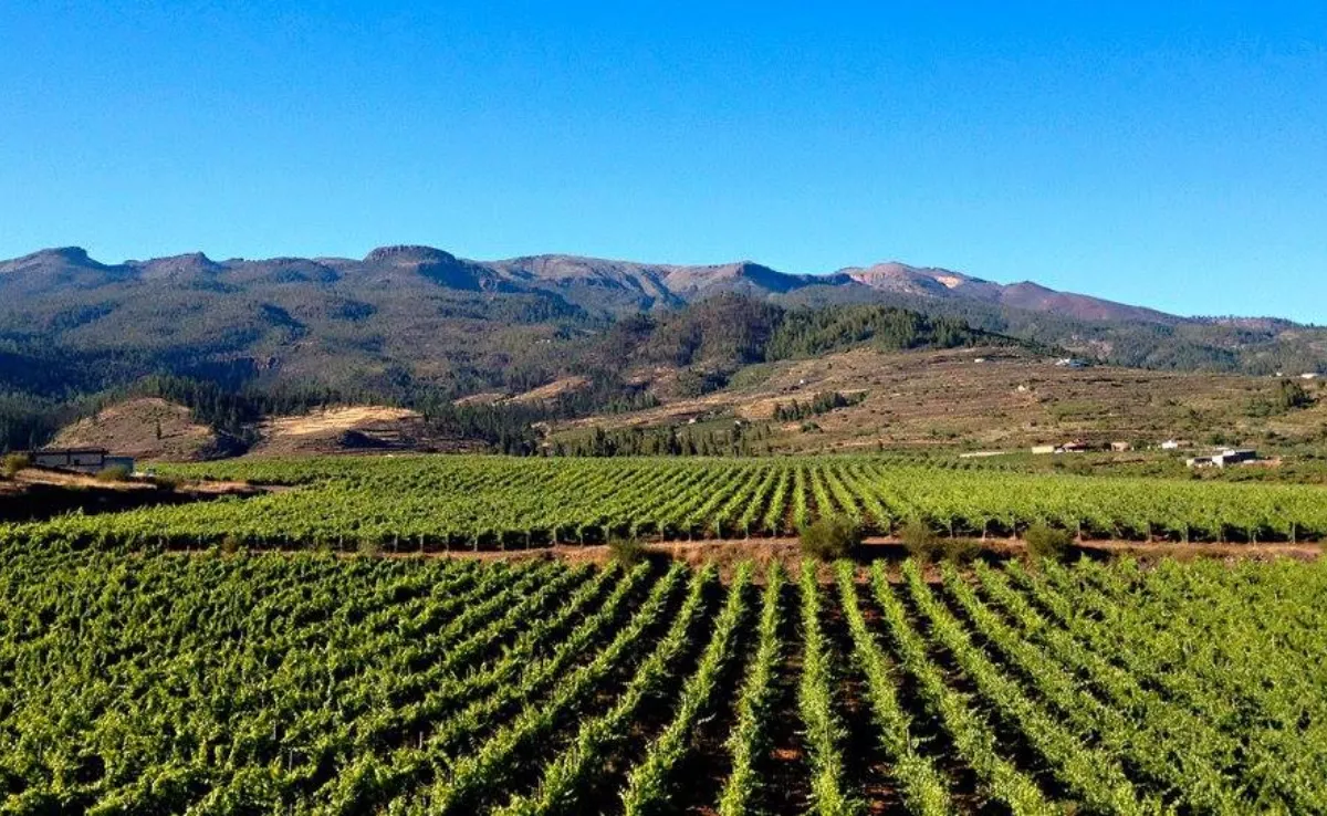 Imagen de las viñas de Vilaflor / AYUNTAMIENTO DE VILAFLOR DE CHASNA