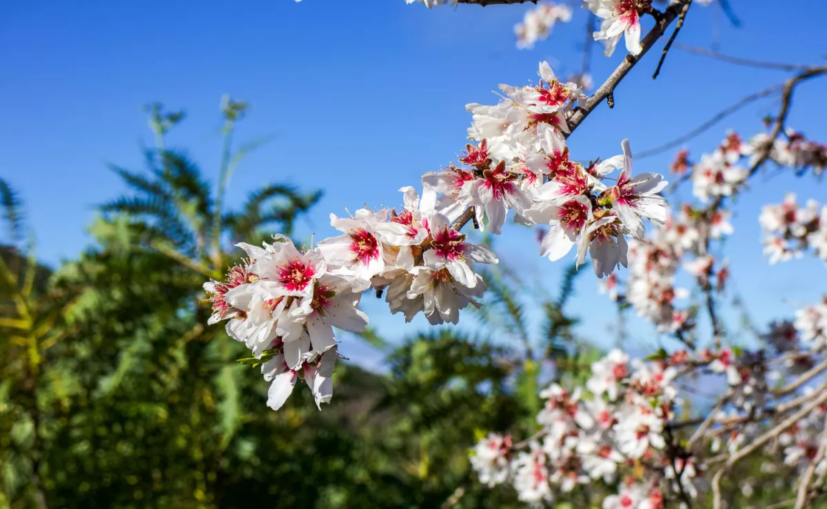 Imagen de los almendros en flor / TURISMO DE TENERIFE