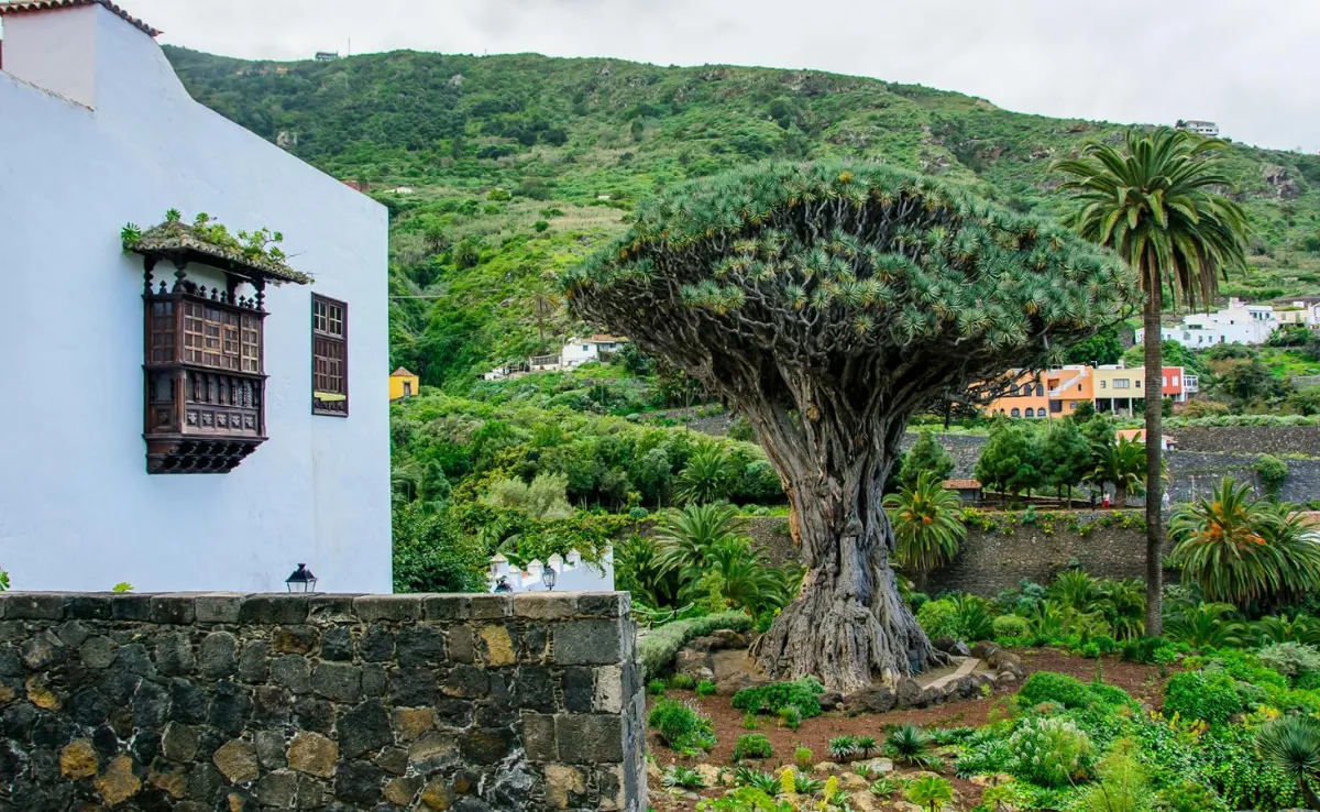 Imagen de Icod de los Vinos / HOLA ISLAS CANARIAS