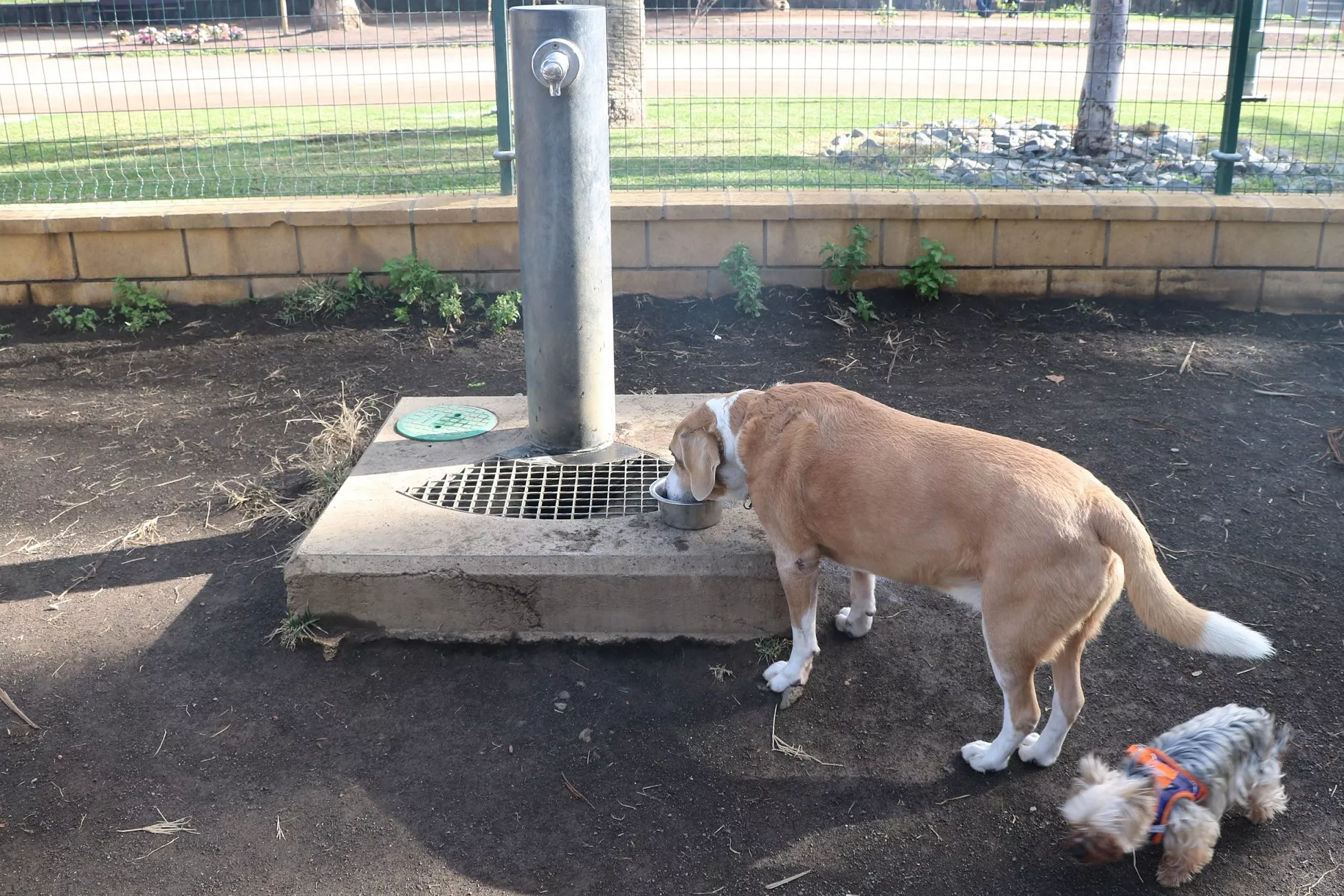 Un área canina en Las Palmas de Gran Canaria. AH