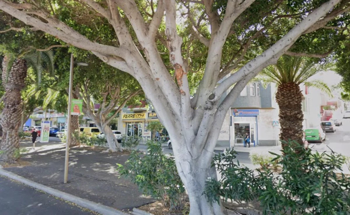 Imagen de la avenida de Los Majuelos. / GOOGLE MAPS