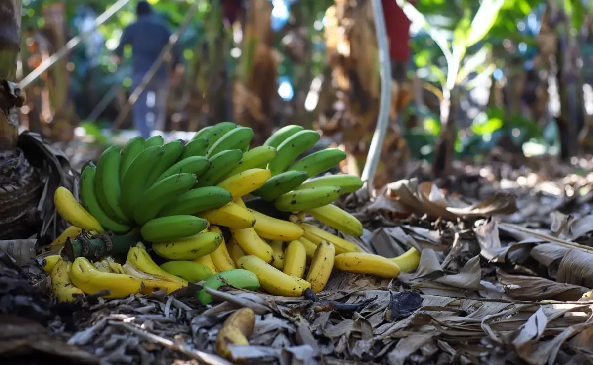 Imagen de unos plátanos de Canarias / EFE