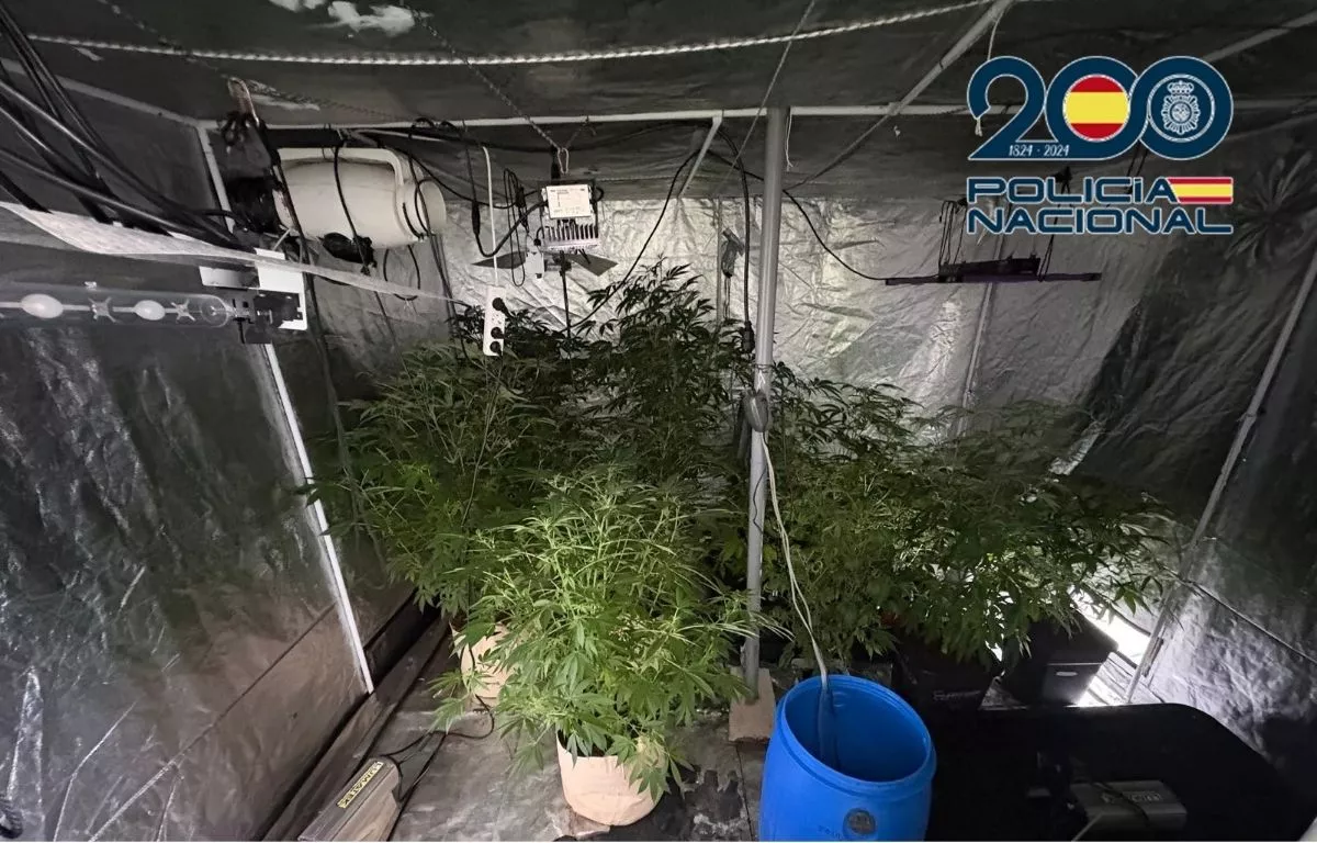 Descubren un cultivo indoor de marihuana en una vivienda okupada de Fuerteventura. POLICÍA NACIONAL