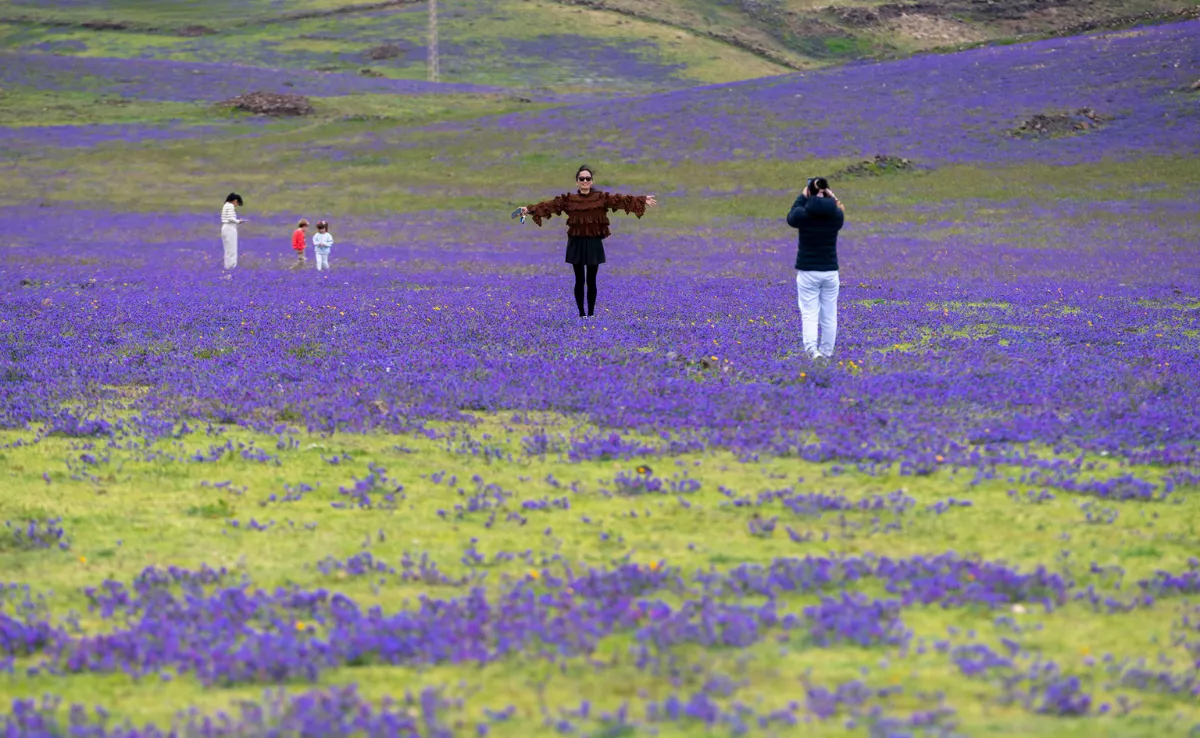 Lanzarote ha cambiado su aspecto habitual por las lluvias caídas este año y el verde y otros colores han cubierto los terrenos y laderas. En la imagen un paisaje en Yaiza, zona sur de la isla. EFE / Adriel Perdomo