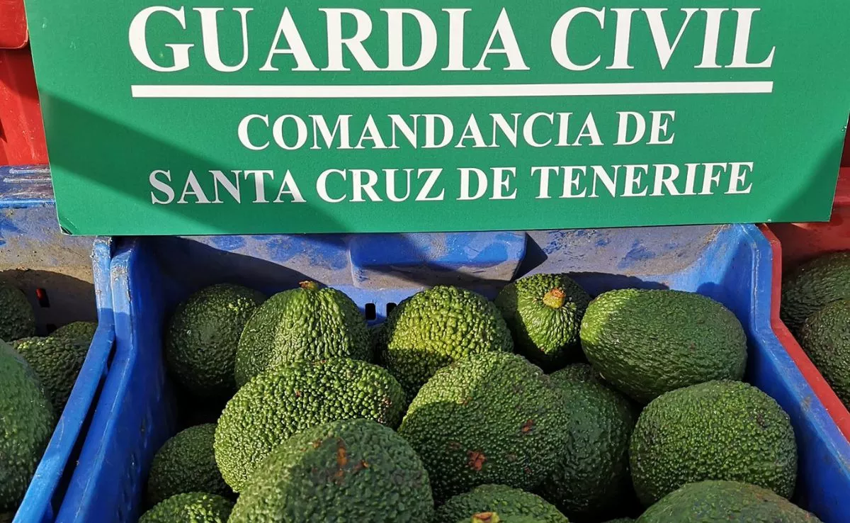 Aguacates requisados|ARCHIVO Aguacates requisados|ARCHIVO