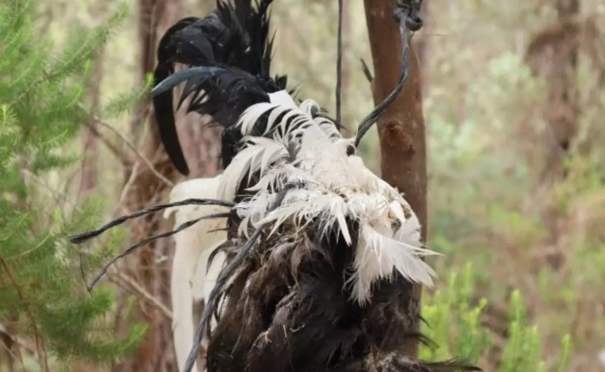 Gallo blanco y negro encontrado colgado de un árbol en el norte de Tenerife|PACMA Gallo blanco y negro encontrado colgado de un árbol en el norte de Tenerife|PACMA