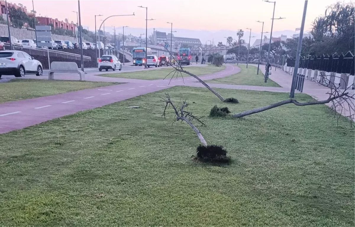 Maspalomas amanece sin cinco flamboyanes en la avenida Unión Europea