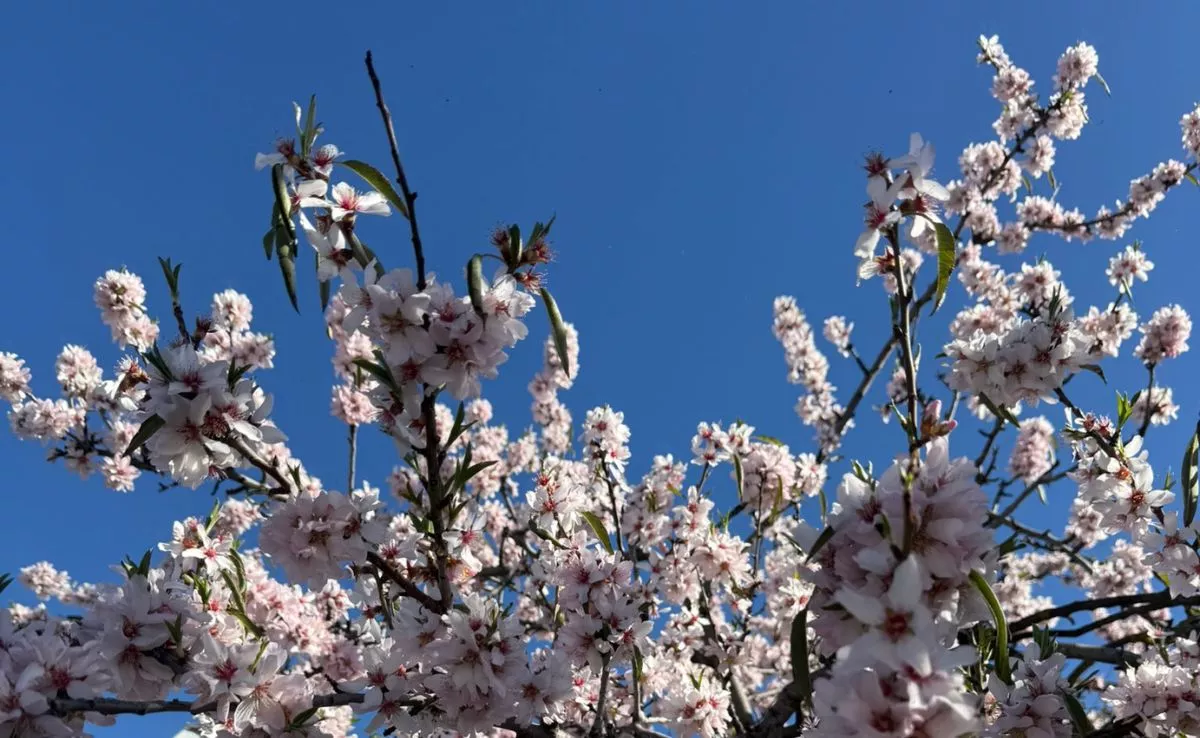 Almendros en flor en Tenerife. /AH