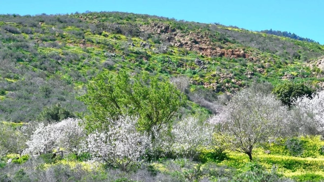 Almendro en flor en Toriño, Las Barreras. /Ayuntamiento de El Rosario