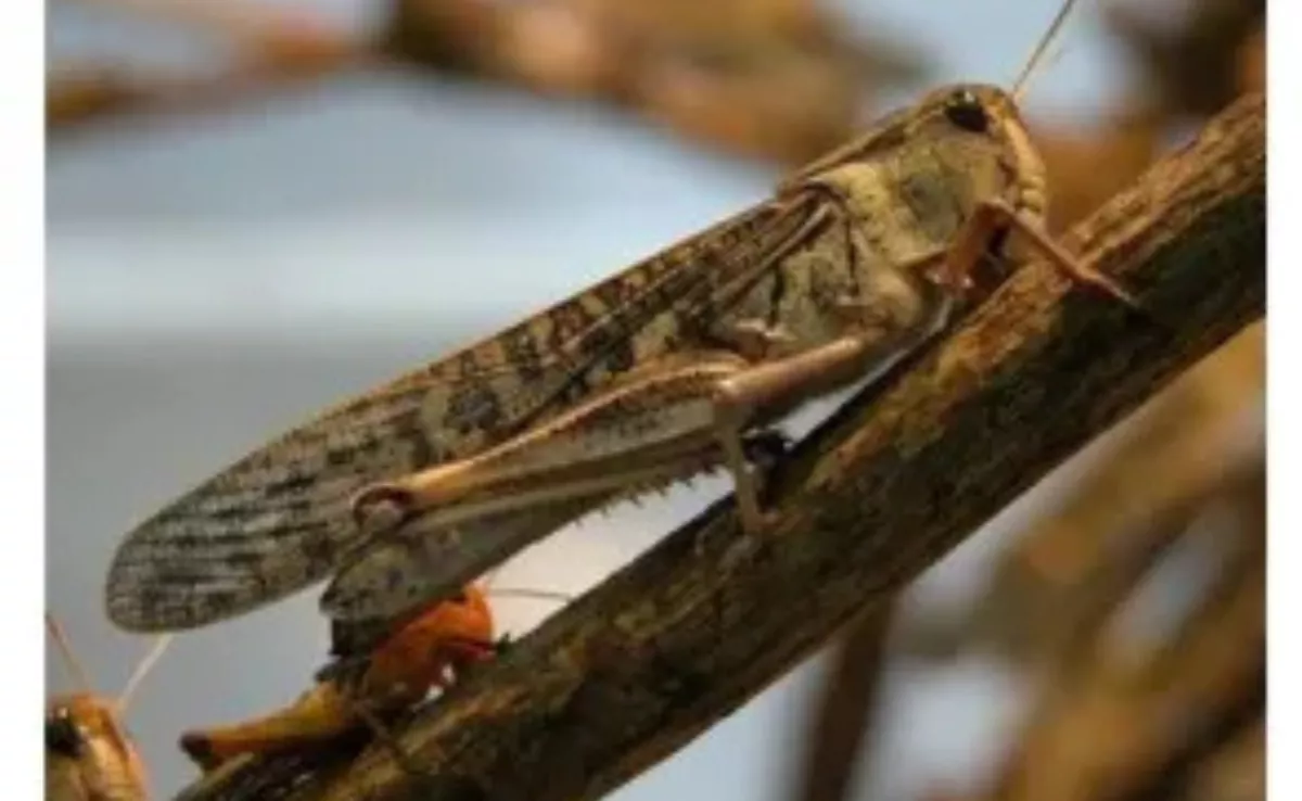 Imagen de una langosta africana. / AEMET 