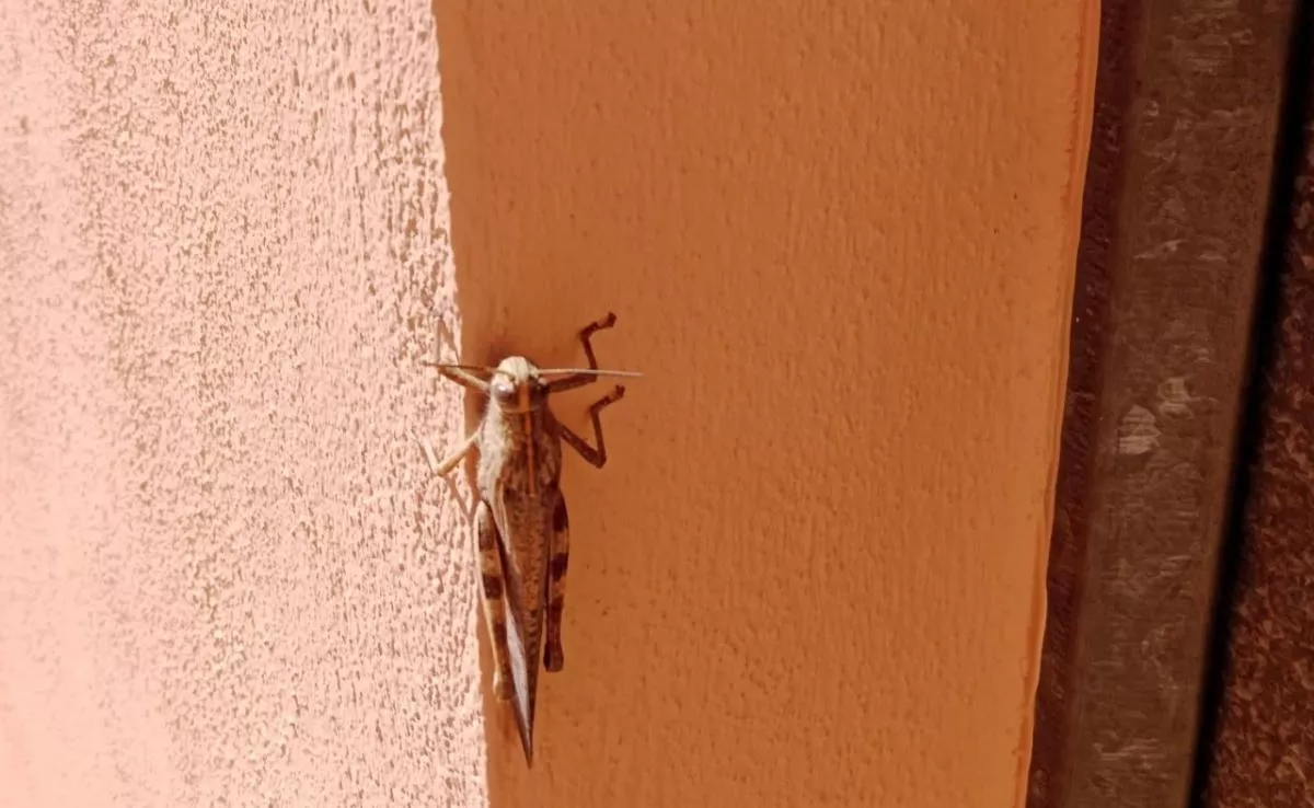 Imagen de una langosta en Canarias. / CEDIDA POR MINGUI HERNÁNDEZ