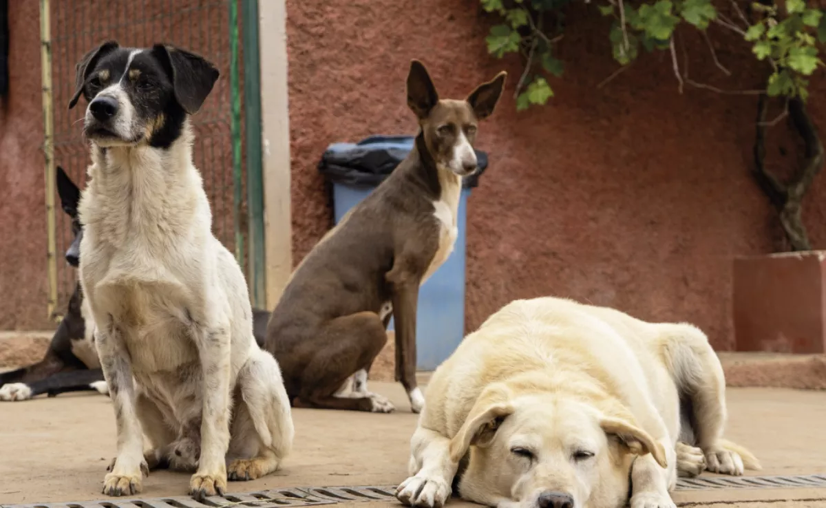 Perros del refugio gestionado por Adepac, en Ravelo (Tenerife)./ ADEPAC