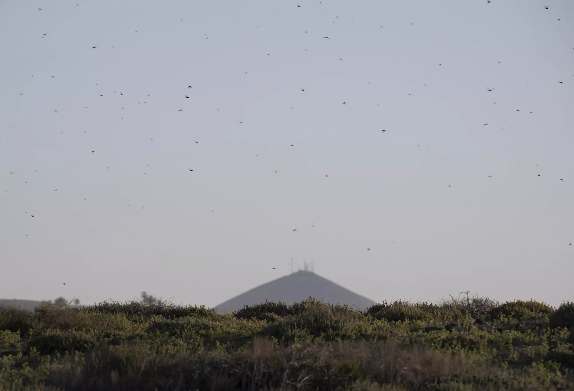 . En la imagen, un enjambre de langostas en las cercanías de Caleta de Famara, en el municipio de Teguise. EFE/Adriel Perdomo