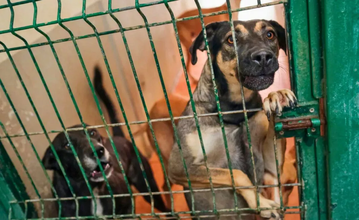 Protectora de animales|RADIOEUROPA