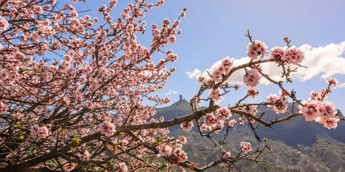 Imagen de almendros en flor en Gran Canaria / HOLA ISLAS CANARIAS