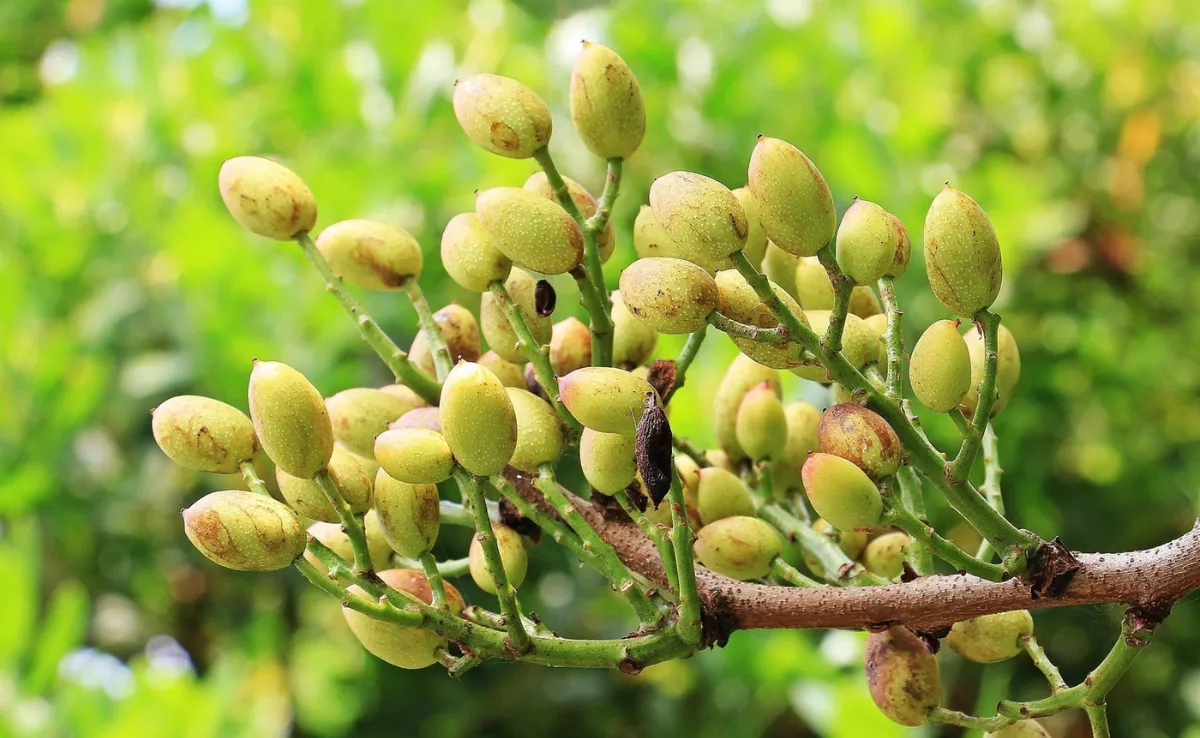 El pistacho se obtiene de la 'Pistacia vera' un árbol pequeño del género Pistacia. /Pixabay