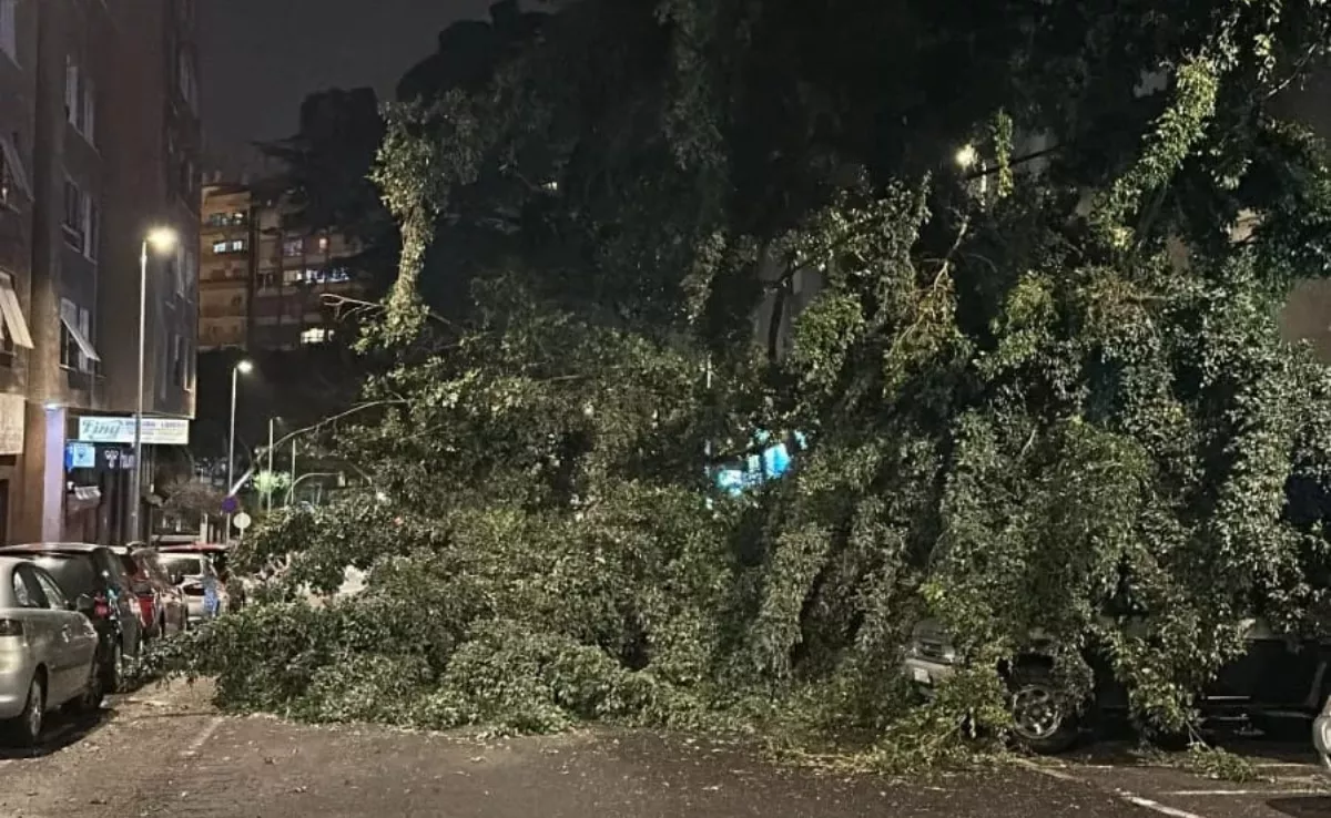  Caída de un árbol en la calle Pablo Picasso sobre cuatro coches. / AYUNTAMIENTO DE SANTA CRUZ DE TENERIFE