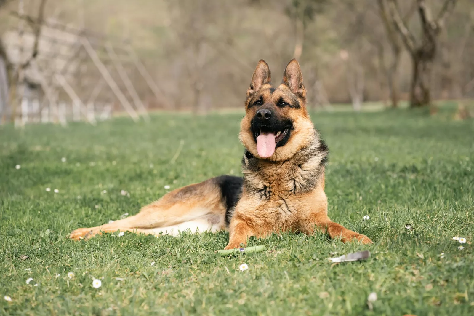 Imagen de archivo de un pastor alemán. / PEXELS