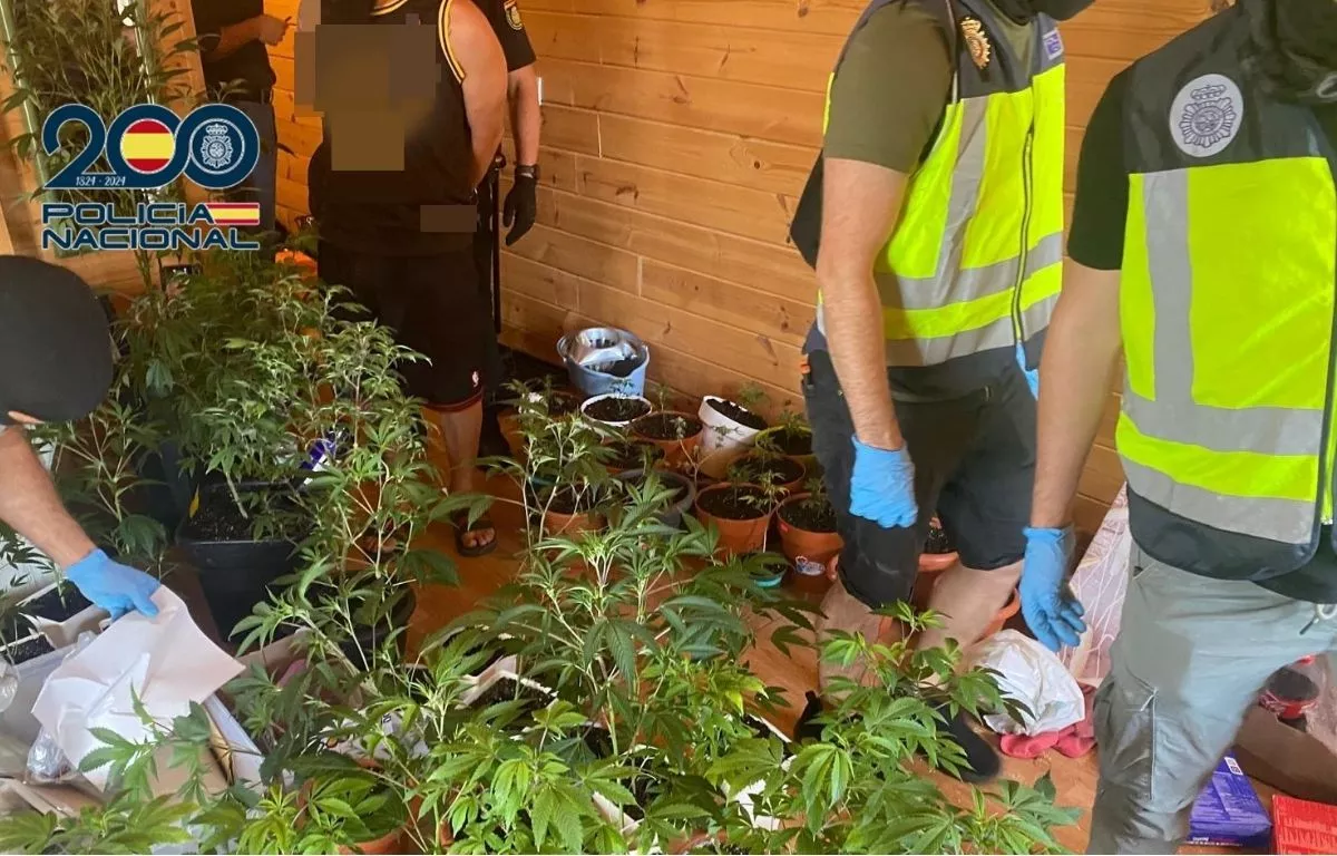 Desmantelan en Adeje un punto de venta de drogas que operaba como falso club cannábico. POLICÍA NACIONAL