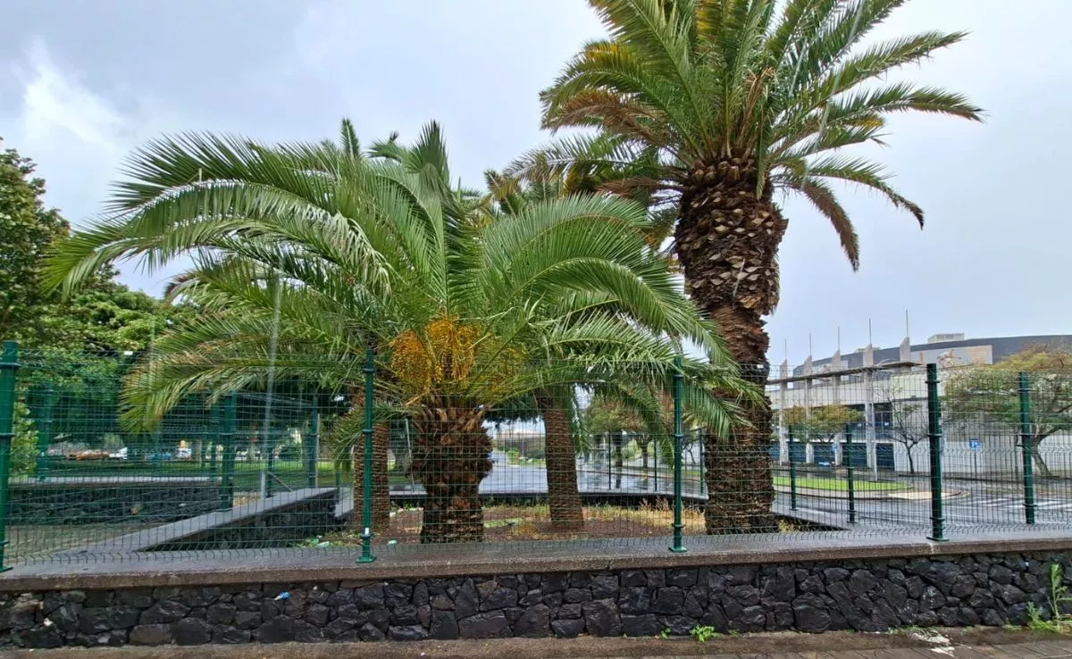 Jardines vallados frente al CMA de Santa Cruz|AH