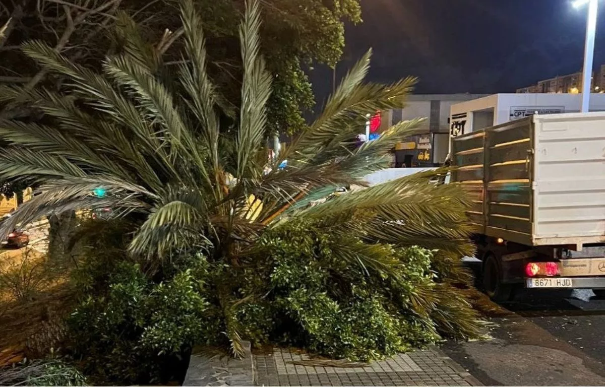Ejemplar de palmera caída por la borrasca Regina