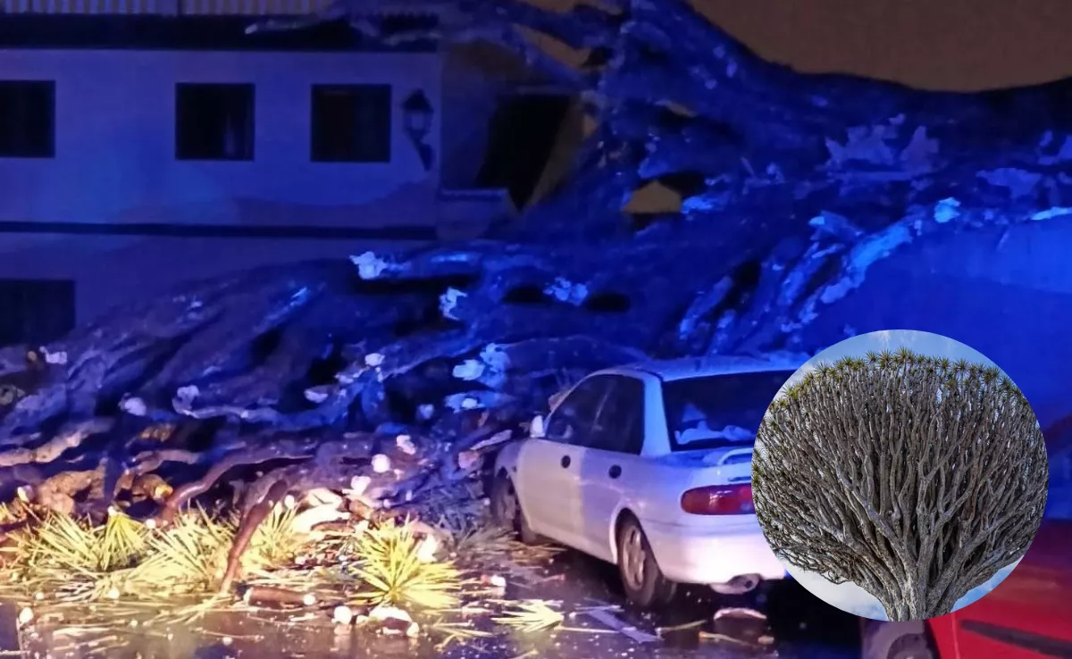 Caída del histórico drago de San Francisco en Los Realejos, Tenerife. / AH 