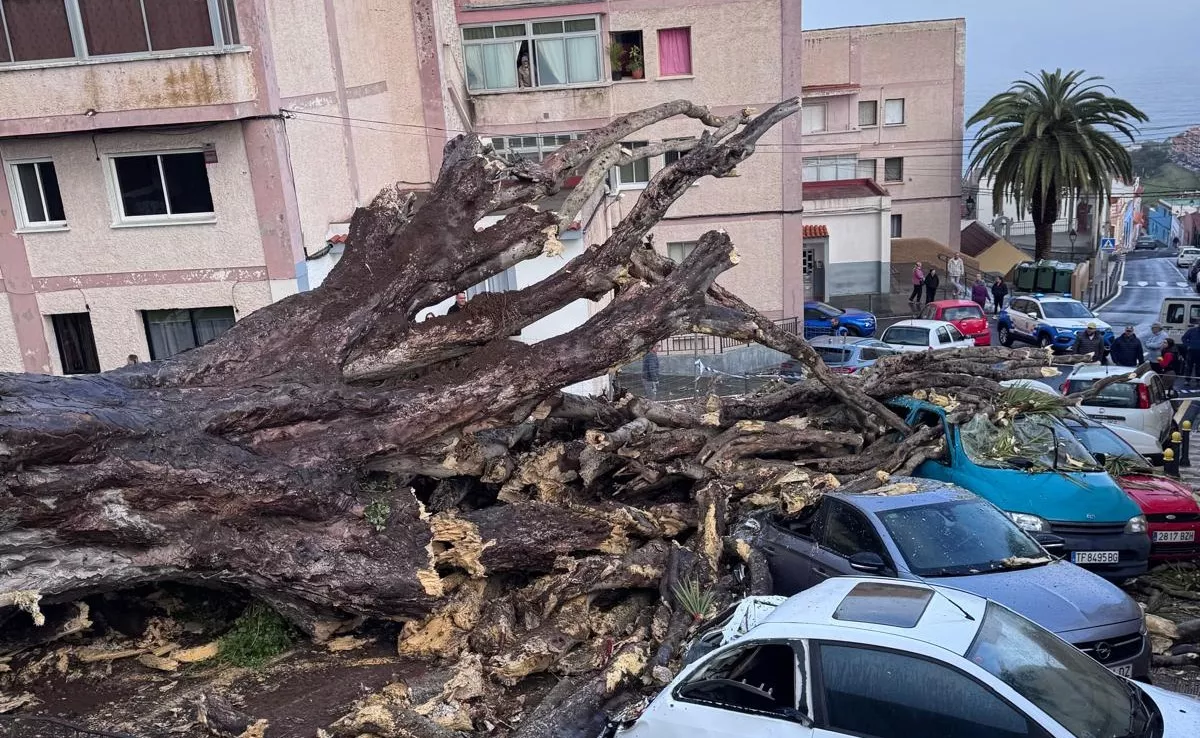 Imagen del drago de Los Realejos tras su caída. / AYUNTAMIENTO DE LOS REALEJOS
