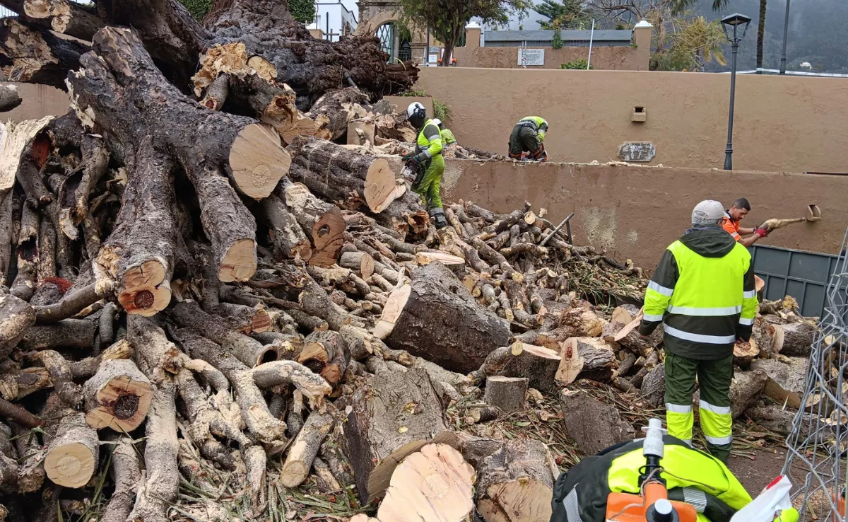 Retirada de los restos del drago de Los Realejos, en Tenerife. / AYUNTAMIENTO DE LOS REALEJOS 