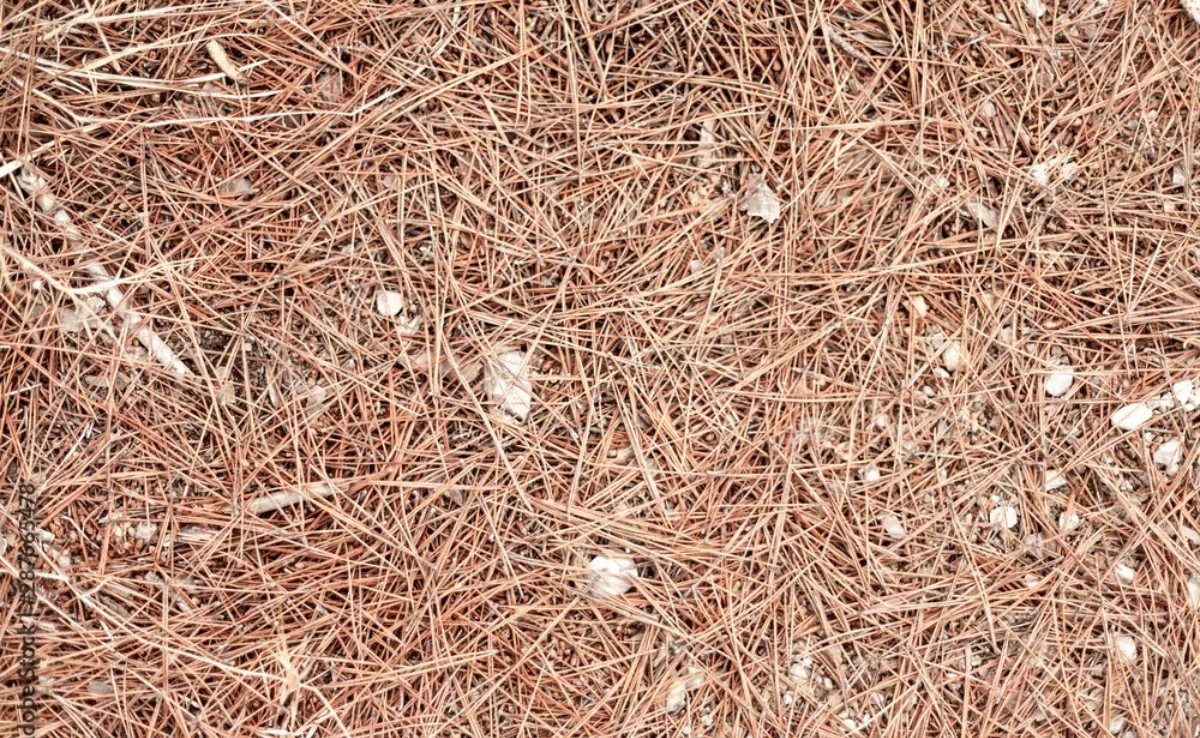 Imagen de la pinocha / AYUNTAMIENTO DE ICOD DE LOS VINOS