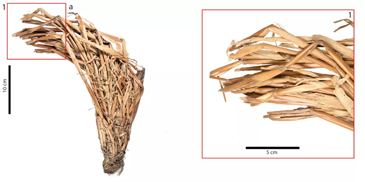 En la imagen, cereales cortados recuperados del yacimiento prehispánico del Bentayga, en Tejeda (Gran Canaria). / Idaira Brito y Amelia Rodríguez