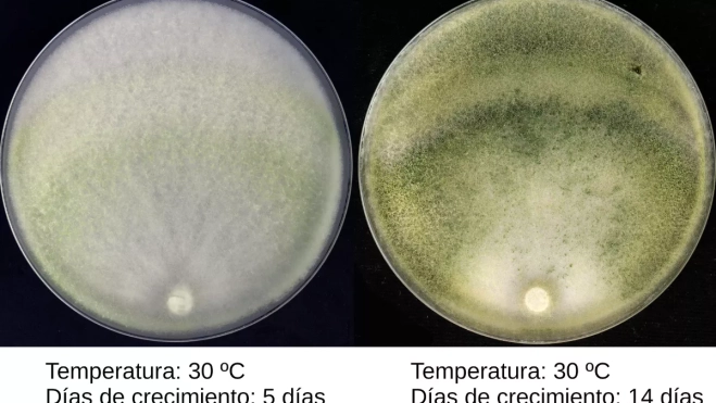 Crecimiento en laboratorio de la nueva especie de hongo 'Trichoderma ichasaguae' / CEDIDA