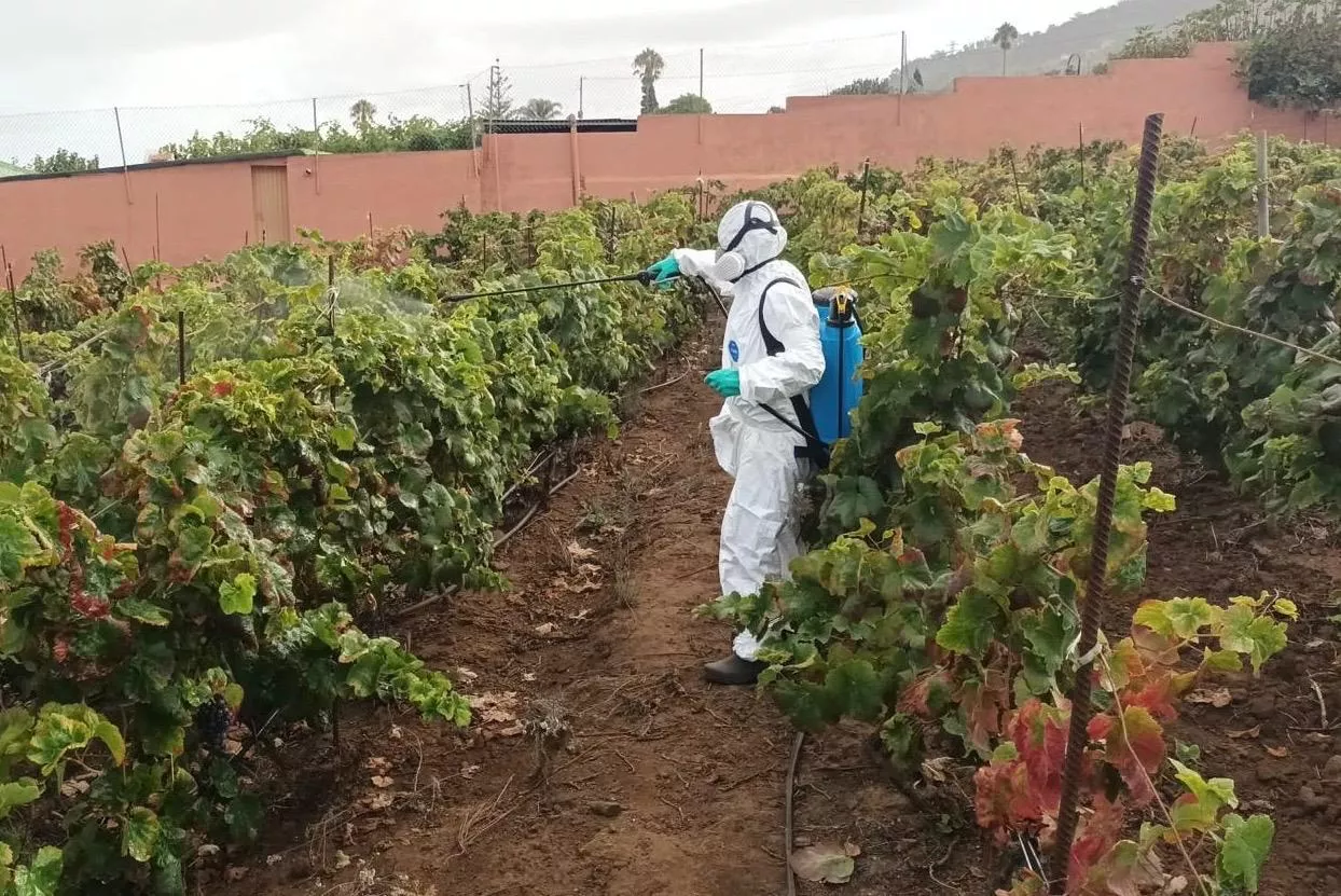 Imagen del control de la filoxera. / GOBIERNO DE CANARIAS