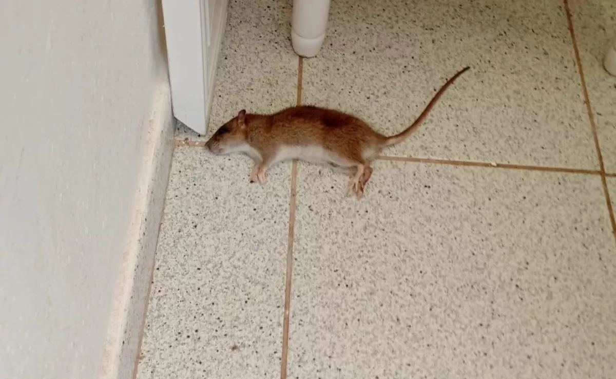Rata muerta durante un servicio del SAD de Santa Cruz de Tenerife, en una vivienda./ CEDIDA