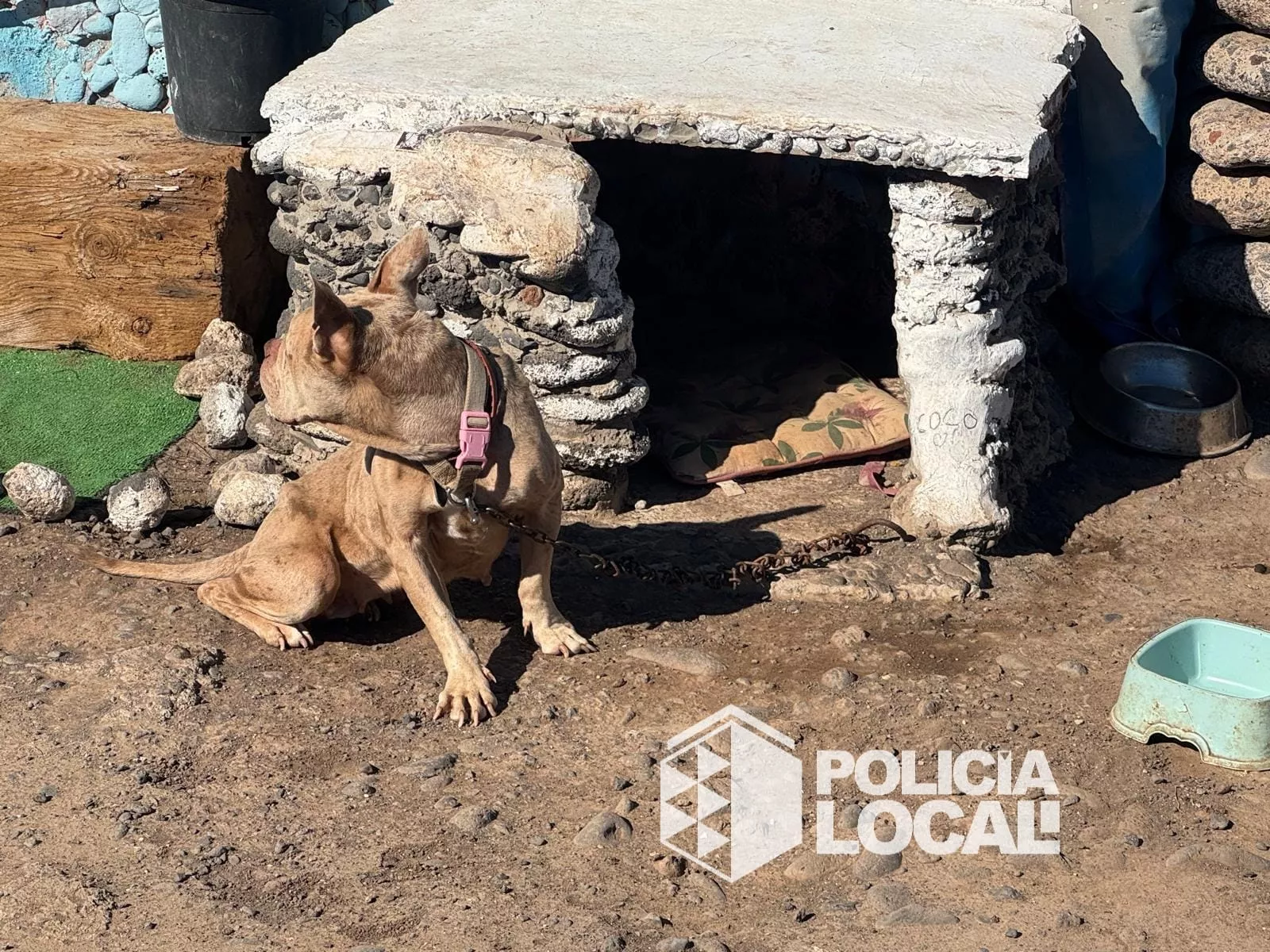 La Policía Local denuncia el estado de abandono de un perro localizado en una infravivienda situada en la zona de la playa del Muerto. / AYUNTAMIENTO DE SANTA CRUZ DE TENERIFE