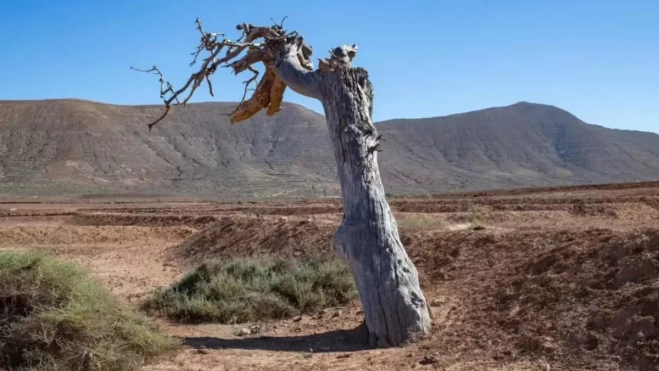Zona árida en Tetir, Fuerteventura / EFE - CARLOS DE SAÁ