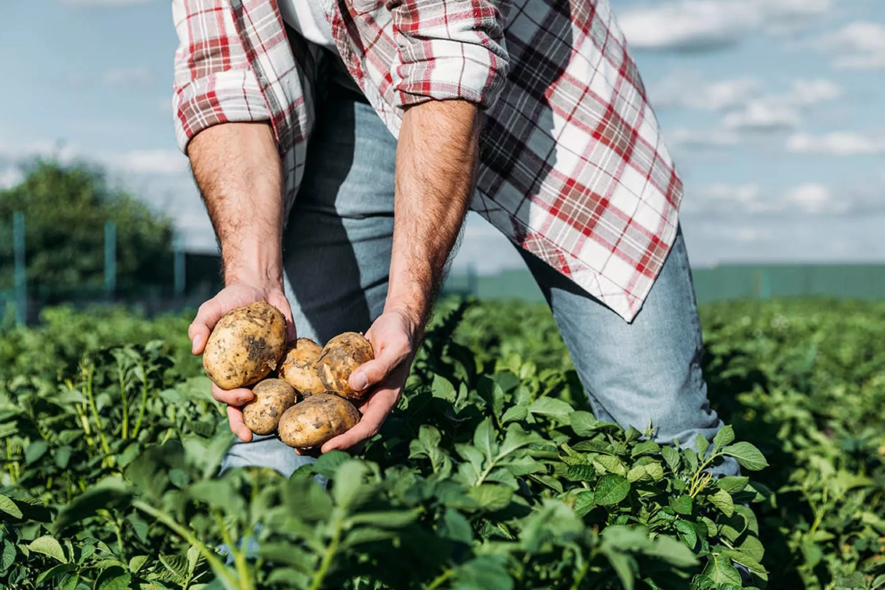 Productor de papas|AGRONOMO