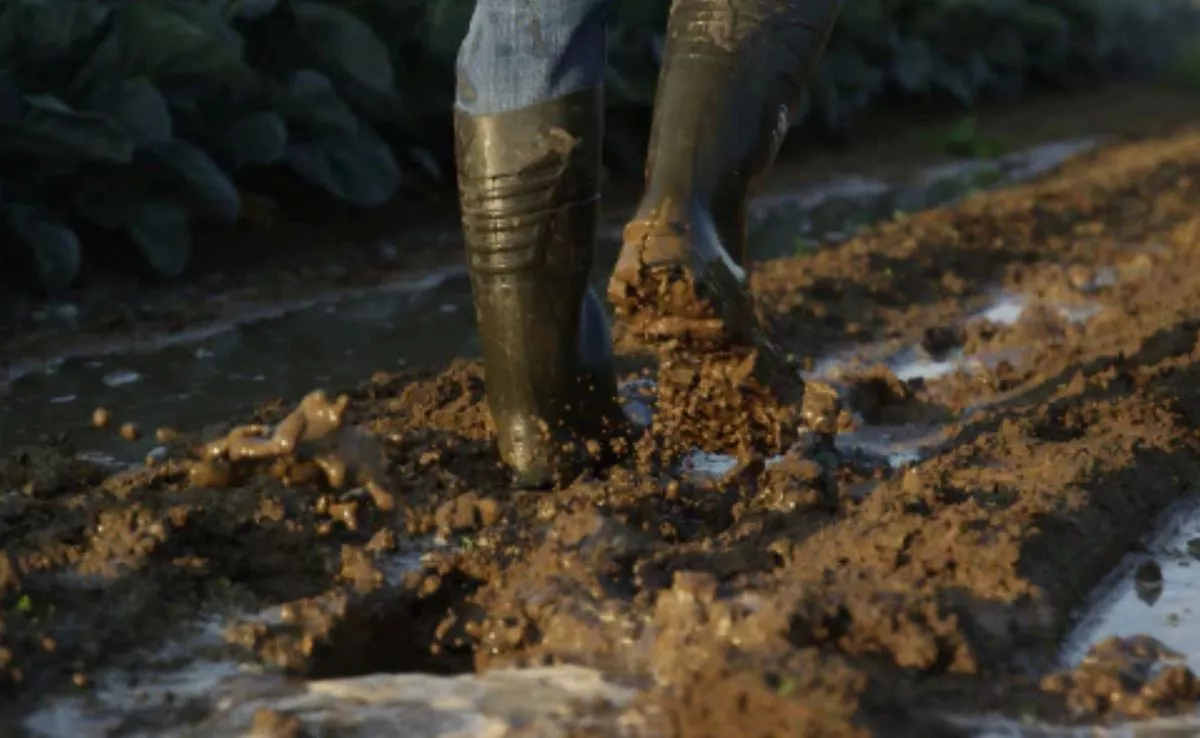 Campo de cultivo anegado|REDES